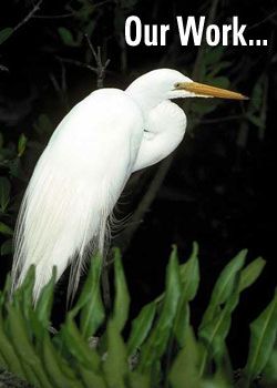 Circle Graphics Portfolio Details